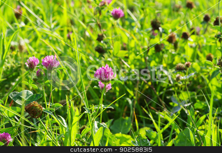 To use this stock image in your creative project, please select the size you need over to the right and click the "Add to Cart" button.
Your downloaded image will come with the Cutcaster watermark removed so don’t worry about the watermark you see on this page. flower clovers stock photo, red flower clovers on green background by Vitaliy Pakhnyushchyy
