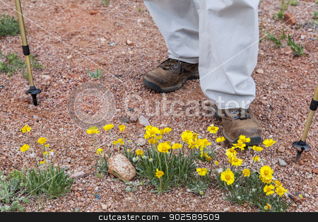 To use this stock image in your creative project, please select the size you need over to the right and click the "Add to Cart" button.
Your downloaded image will come with the Cutcaster watermark removed so don’t worry about the watermark you see on this page. hiker and desert wildflowers stock photo, hiker feet, trekking poles and yellow desert wildflowers, Colorado by Marek Uliasz