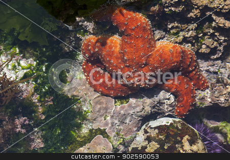To use this stock image in your creative project, please select the size you need over to the right and click the "Add to Cart" button.
Your downloaded image will come with the Cutcaster watermark removed so don’t worry about the watermark you see on this page. Beautiful Starfish in Shallow Tide Pool stock photo, Beautiful Orange Starfish in Shallow Tide Pool. by Andy Dean