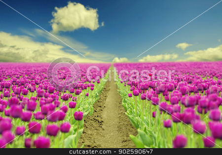 To use this stock image in your creative project, please select the size you need over to the right and click the "Add to Cart" button.
Your downloaded image will come with the Cutcaster watermark removed so don’t worry about the watermark you see on this page. Spring tulips stock photo, Beautiful Spring tulips - floral background by klenova