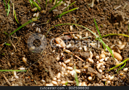 To use this stock image in your creative project, please select the size you need over to the right and click the "Add to Cart" button.
Your downloaded image will come with the Cutcaster watermark removed so don’t worry about the watermark you see on this page. ant eggs stock photo, in the anthill moving ants the eggs by Jozsef Demeter