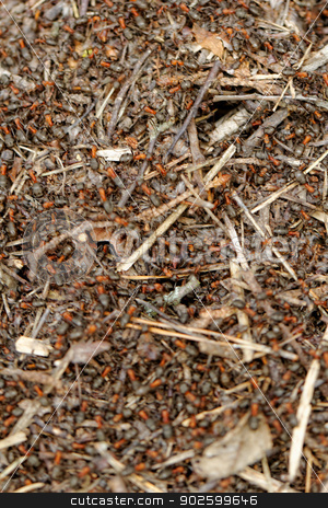 To use this stock image in your creative project, please select the size you need over to the right and click the "Add to Cart" button.
Your downloaded image will come with the Cutcaster watermark removed so don’t worry about the watermark you see on this page. ants and ant hill stock photo, ants and ant hill by Jozsef Demeter