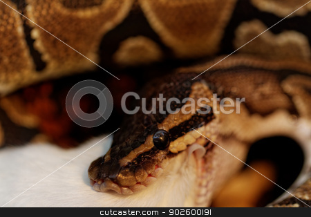 To use this stock image in your creative project, please select the size you need over to the right and click the "Add to Cart" button.
Your downloaded image will come with the Cutcaster watermark removed so don’t worry about the watermark you see on this page. ball python stock photo, ball python eating one white mouse by Jozsef Demeter