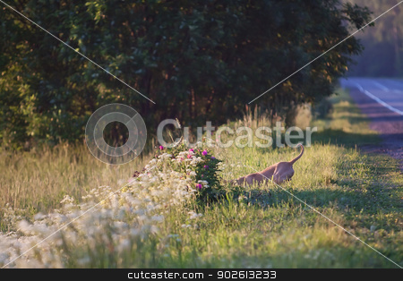 To use this stock image in your creative project, please select the size you need over to the right and click the "Add to Cart" button.
Your downloaded image will come with the Cutcaster watermark removed so don’t worry about the watermark you see on this page. Red dog stock photo, Funny image of red dog in the grass by Yulia Chupina