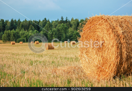To use this stock image in your creative project, please select the size you need over to the right and click the "Add to Cart" button.
Your downloaded image will come with the Cutcaster watermark removed so don’t worry about the watermark you see on this page. Straw Bales stock photo, Harvested straw bales in a sunny day by Kamila Starzycka
