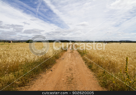 To use this stock image in your creative project, please select the size you need over to the right and click the "Add to Cart" button.
Your downloaded image will come with the Cutcaster watermark removed so don’t worry about the watermark you see on this page. Dirt road on cereal meadow stock photo, View of a long dirt road in the middle of cultivated cereal. by Mauro Rodrigues