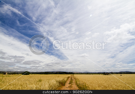 To use this stock image in your creative project, please select the size you need over to the right and click the "Add to Cart" button.
Your downloaded image will come with the Cutcaster watermark removed so don’t worry about the watermark you see on this page. Dirt road on cereal meadow stock photo, View of a long dirt road in the middle of cultivated cereal. by Mauro Rodrigues