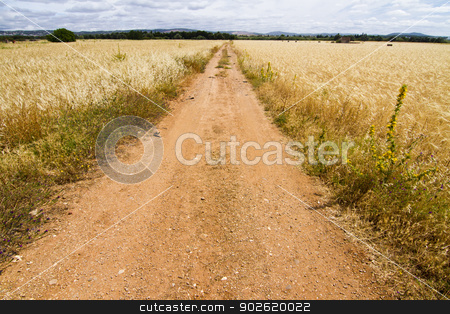 To use this stock image in your creative project, please select the size you need over to the right and click the "Add to Cart" button.
Your downloaded image will come with the Cutcaster watermark removed so don’t worry about the watermark you see on this page. Dirt road on cereal meadow stock photo, View of a long dirt road in the middle of cultivated cereal. by Mauro Rodrigues