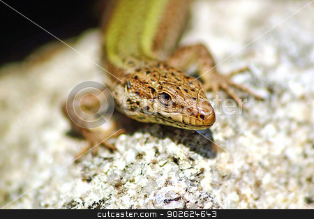 To use this stock image in your creative project, please select the size you need over to the right and click the "Add to Cart" button.
Your downloaded image will come with the Cutcaster watermark removed so don’t worry about the watermark you see on this page. Lizard sunbathing stock photo, Green lizard taking a sunbath by Pedro Campos