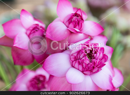 To use this stock image in your creative project, please select the size you need over to the right and click the "Add to Cart" button.
Your downloaded image will come with the Cutcaster watermark removed so don’t worry about the watermark you see on this page. Pink fresh lotus bud flower stock photo, Pink fresh lotus bud flower. Selective focus on the front flower part. by Iryna Rasko