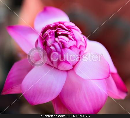 To use this stock image in your creative project, please select the size you need over to the right and click the "Add to Cart" button.
Your downloaded image will come with the Cutcaster watermark removed so don’t worry about the watermark you see on this page. Pink fresh lotus bud flower stock photo, Pink fresh lotus bud flower. Selective focus on the front flower part. by Iryna Rasko