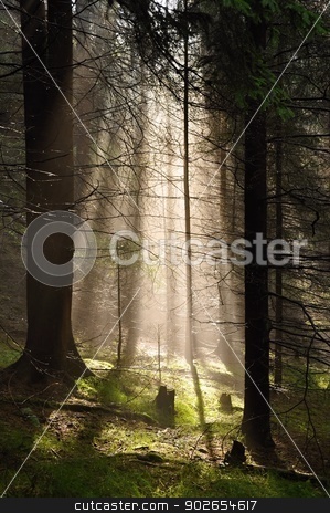 To use this stock image in your creative project, please select the size you need over to the right and click the "Add to Cart" button.
Your downloaded image will come with the Cutcaster watermark removed so don’t worry about the watermark you see on this page. Rays of sun stock photo, Rays of sun in the fog in the forest by Ondrej Vladyka