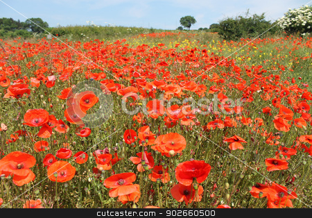 To use this stock image in your creative project, please select the size you need over to the right and click the "Add to Cart" button.
Your downloaded image will come with the Cutcaster watermark removed so don’t worry about the watermark you see on this page. Field of red poppies stock photo, Field of bright red poppy flowers receding into distance. by Martin Crowdy