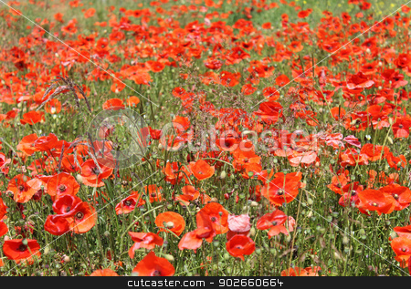 To use this stock image in your creative project, please select the size you need over to the right and click the "Add to Cart" button.
Your downloaded image will come with the Cutcaster watermark removed so don’t worry about the watermark you see on this page. Red poppy flowers in summer stock photo, Red poppy flowers blooming in summer field. by Martin Crowdy