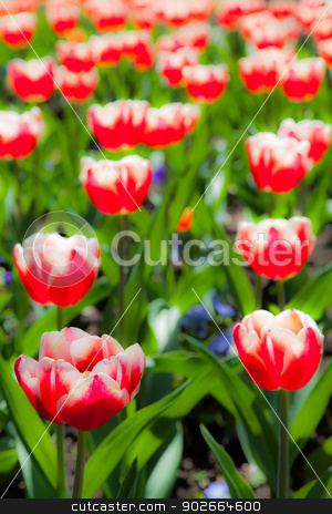 To use this stock image in your creative project, please select the size you need over to the right and click the "Add to Cart" button.
Your downloaded image will come with the Cutcaster watermark removed so don’t worry about the watermark you see on this page. Tulips garden stock photo, Villa Taranto - Italy. Famous Italian garden with a dedicated area for tulips cultivation. by Paolo Gallo