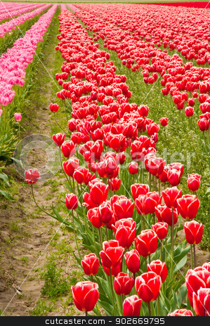 To use this stock image in your creative project, please select the size you need over to the right and click the "Add to Cart" button.
Your downloaded image will come with the Cutcaster watermark removed so don’t worry about the watermark you see on this page. Tulips stock photo, Red tulips in Skagit Valley by Jaime Pharr