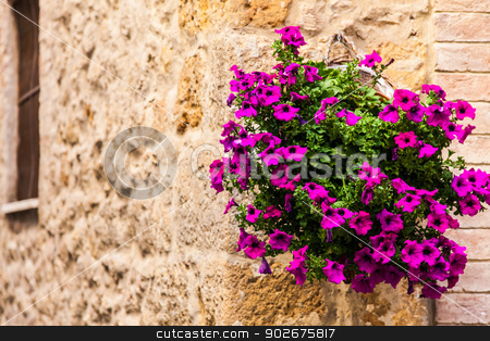 To use this stock image in your creative project, please select the size you need over to the right and click the "Add to Cart" button.
Your downloaded image will come with the Cutcaster watermark removed so don’t worry about the watermark you see on this page. Tuscan flowers stock photo, Pienza, Tuscany region, Italy. Old wall with flowers by Paolo Gallo