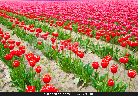 To use this stock image in your creative project, please select the size you need over to the right and click the "Add to Cart" button.
Your downloaded image will come with the Cutcaster watermark removed so don’t worry about the watermark you see on this page. Tulips stock photo, Red and pink tulips in Skagit Valley by Jaime Pharr