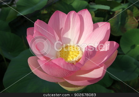 To use this stock image in your creative project, please select the size you need over to the right and click the "Add to Cart" button.
Your downloaded image will come with the Cutcaster watermark removed so don’t worry about the watermark you see on this page. Pink waterlily or lotus flower stock photo, Close up on beautiful white water lily or lotus flower and leaves in a pond by Elenarts