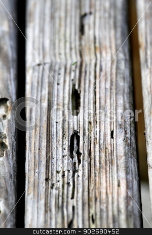 To use this stock image in your creative project, please select the size you need over to the right and click the "Add to Cart" button.
Your downloaded image will come with the Cutcaster watermark removed so don’t worry about the watermark you see on this page. Old Wood Texture stock photo, Texture of old wood with many termites holes. by Henrik Lehnerer