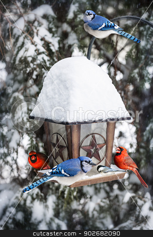 To use this stock image in your creative project, please select the size you need over to the right and click the "Add to Cart" button.
Your downloaded image will come with the Cutcaster watermark removed so don’t worry about the watermark you see on this page. Birds on bird feeder in winter stock photo, Bird feeder in winter with blue jays and cardinals by Elena Elisseeva