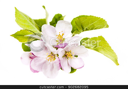 To use this stock image in your creative project, please select the size you need over to the right and click the "Add to Cart" button.
Your downloaded image will come with the Cutcaster watermark removed so don’t worry about the watermark you see on this page. Pink apple blossoms stock photo, Closeup of pink apple blossoms isolated on white background by Elena Elisseeva