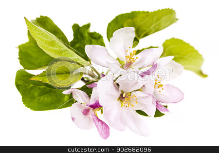 To use this stock image in your creative project, please select the size you need over to the right and click the "Add to Cart" button.
Your downloaded image will come with the Cutcaster watermark removed so don’t worry about the watermark you see on this page. Pink apple blossoms stock photo, Closeup of pink apple blossoms isolated on white background by Elena Elisseeva
