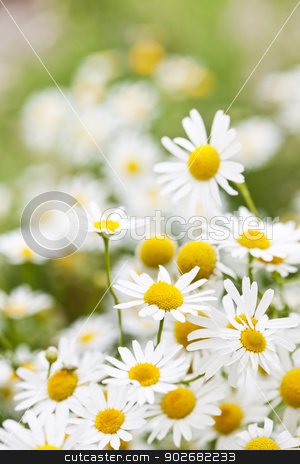 To use this stock image in your creative project, please select the size you need over to the right and click the "Add to Cart" button.
Your downloaded image will come with the Cutcaster watermark removed so don’t worry about the watermark you see on this page. Chamomile flowers stock photo, Flowering chamomile growing in summer meadow close up by Elena Elisseeva