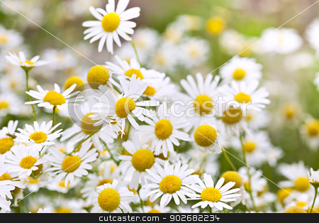 To use this stock image in your creative project, please select the size you need over to the right and click the "Add to Cart" button.
Your downloaded image will come with the Cutcaster watermark removed so don’t worry about the watermark you see on this page. Chamomile flowers stock photo, Flowering chamomile growing in summer meadow close up by Elena Elisseeva