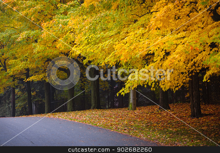 To use this stock image in your creative project, please select the size you need over to the right and click the "Add to Cart" button.
Your downloaded image will come with the Cutcaster watermark removed so don’t worry about the watermark you see on this page. Fall road with colorful trees stock photo, Autumn street with fall maple trees displaying colorful foliage. Toronto, Canada. by Elena Elisseeva