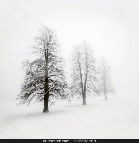 To use this stock image in your creative project, please select the size you need over to the right and click the "Add to Cart" button.
Your downloaded image will come with the Cutcaster watermark removed so don’t worry about the watermark you see on this page. Winter trees in fog stock photo, Foggy moody winter scene with leafless trees by Elena Elisseeva