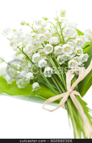 To use this stock image in your creative project, please select the size you need over to the right and click the "Add to Cart" button.
Your downloaded image will come with the Cutcaster watermark removed so don’t worry about the watermark you see on this page. Lily-of-the-valley flowers on white stock photo, Lily of the valley flowers bouquet isolated on white background by Elena Elisseeva