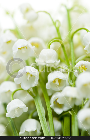 To use this stock image in your creative project, please select the size you need over to the right and click the "Add to Cart" button.
Your downloaded image will come with the Cutcaster watermark removed so don’t worry about the watermark you see on this page. Lily-of-the-valley flowers stock photo, Lily of the valley delicate flowers macro closeup by Elena Elisseeva