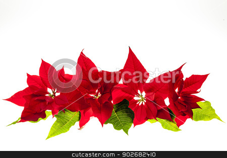 To use this stock image in your creative project, please select the size you need over to the right and click the "Add to Cart" button.
Your downloaded image will come with the Cutcaster watermark removed so don’t worry about the watermark you see on this page. Arrangement with Christmas poinsettias stock photo, Christmas arrangement with red poinsettia plants isolated on white background by Elena Elisseeva