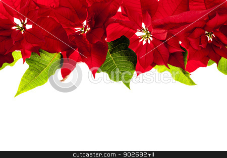 To use this stock image in your creative project, please select the size you need over to the right and click the "Add to Cart" button.
Your downloaded image will come with the Cutcaster watermark removed so don’t worry about the watermark you see on this page. Christmas border with red poinsettias stock photo, Christmas border of red poinsettia plants isolated on white background by Elena Elisseeva