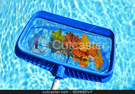 To use this stock image in your creative project, please select the size you need over to the right and click the "Add to Cart" button.
Your downloaded image will come with the Cutcaster watermark removed so don’t worry about the watermark you see on this page. Skimming leaves from pool stock photo, Cleaning swimming pool of fall leaves with blue skimmer before closing by Elena Elisseeva