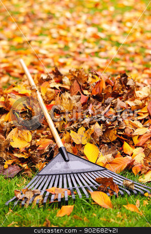To use this stock image in your creative project, please select the size you need over to the right and click the "Add to Cart" button.
Your downloaded image will come with the Cutcaster watermark removed so don’t worry about the watermark you see on this page. Fall leaves with rake stock photo, Pile of fall leaves with fan rake on lawn by Elena Elisseeva