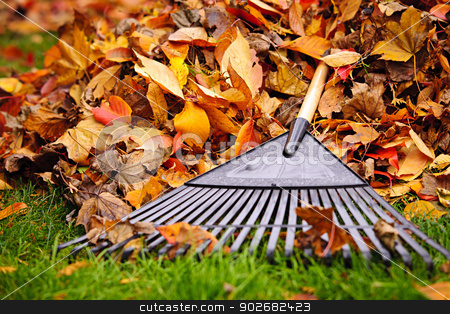 To use this stock image in your creative project, please select the size you need over to the right and click the "Add to Cart" button.
Your downloaded image will come with the Cutcaster watermark removed so don’t worry about the watermark you see on this page. Fall leaves with rake stock photo, Pile of fall leaves with fan rake on lawn by Elena Elisseeva