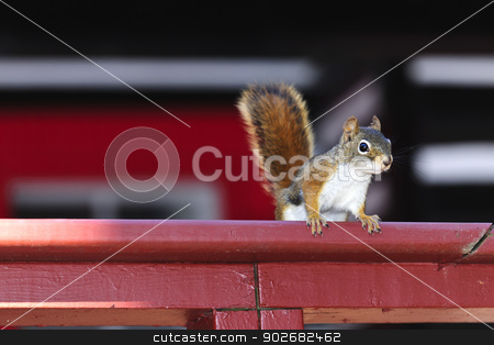 To use this stock image in your creative project, please select the size you need over to the right and click the "Add to Cart" button.
Your downloaded image will come with the Cutcaster watermark removed so don’t worry about the watermark you see on this page. Tree squirrel on red railing stock photo, Alert tree squirrel with bushy tail on wooden red railing by Elena Elisseeva