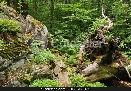 To use this stock image in your creative project, please select the size you need over to the right and click the "Add to Cart" button.
Your downloaded image will come with the Cutcaster watermark removed so don’t worry about the watermark you see on this page. Wildlife stock photo, Trees, plants and shrubs in the wild rocky nature by Ondrej Vladyka