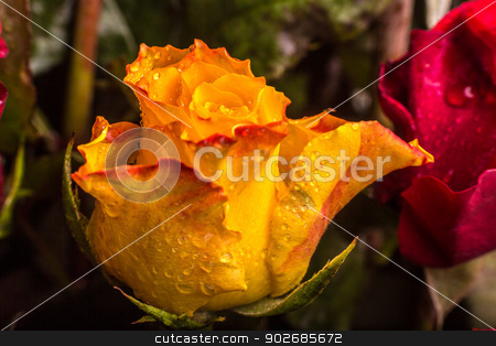 To use this stock image in your creative project, please select the size you need over to the right and click the "Add to Cart" button.
Your downloaded image will come with the Cutcaster watermark removed so don’t worry about the watermark you see on this page. Rose stock photo, A closeup shot of a beautiful yellow and red colored rose by derejeb