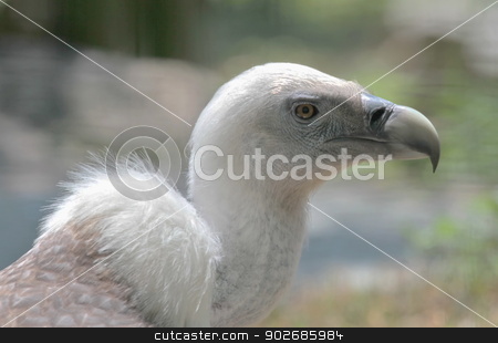 To use this stock image in your creative project, please select the size you need over to the right and click the "Add to Cart" button.
Your downloaded image will come with the Cutcaster watermark removed so don’t worry about the watermark you see on this page. Griffon vulture portrait stock photo, Griffon vulture (gyps fulvus) close up portrait by Elenarts