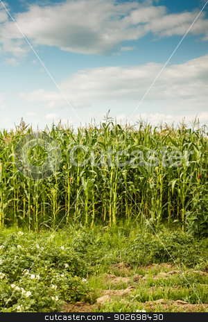 To use this stock image in your creative project, please select the size you need over to the right and click the "Add to Cart" button.
Your downloaded image will come with the Cutcaster watermark removed so don’t worry about the watermark you see on this page. Green maize field stock photo, Green maize field under a blue sky with some clouds by Grafvision