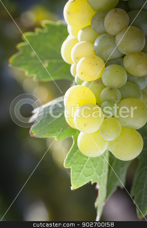 To use this stock image in your creative project, please select the size you need over to the right and click the "Add to Cart" button.
Your downloaded image will come with the Cutcaster watermark removed so don’t worry about the watermark you see on this page. Lush White Grape Bushels Vineyard in The Morning Sun stock photo, Beautiful Lush White Grape Bushels Vineyard in The Morning Sun by Andy Dean