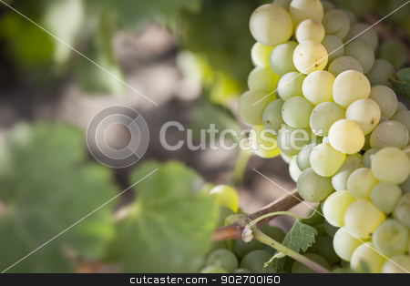 To use this stock image in your creative project, please select the size you need over to the right and click the "Add to Cart" button.
Your downloaded image will come with the Cutcaster watermark removed so don’t worry about the watermark you see on this page. Lush White Grape Bushels Vineyard in The Morning Sun stock photo, Beautiful Lush White Grape Bushels Vineyard in The Morning Sun by Andy Dean