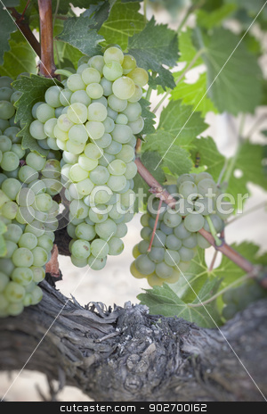To use this stock image in your creative project, please select the size you need over to the right and click the "Add to Cart" button.
Your downloaded image will come with the Cutcaster watermark removed so don’t worry about the watermark you see on this page. Lush White Grape Bushels Vineyard in The Morning Sun stock photo, Beautiful Lush White Grape Bushels Vineyard in The Morning Sun by Andy Dean