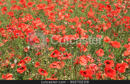 To use this stock image in your creative project, please select the size you need over to the right and click the "Add to Cart" button.
Your downloaded image will come with the Cutcaster watermark removed so don’t worry about the watermark you see on this page. Field of red poppy flowers stock photo, Field of red poppy flowers, summer scene. by Martin Crowdy