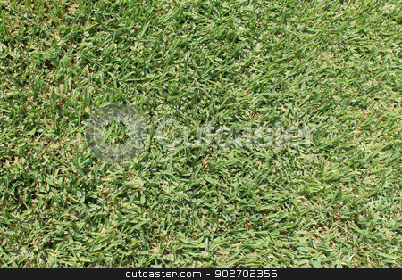 To use this stock image in your creative project, please select the size you need over to the right and click the "Add to Cart" button.
Your downloaded image will come with the Cutcaster watermark removed so don’t worry about the watermark you see on this page. Lush green grass stock photo, Background of lush green grass on soccer pitch. by Martin Crowdy