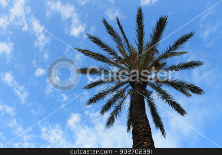 To use this stock image in your creative project, please select the size you need over to the right and click the "Add to Cart" button.
Your downloaded image will come with the Cutcaster watermark removed so don’t worry about the watermark you see on this page. Tropical Palm Tree stock photo, Silhouetted tropical palm tree with blue sky and cloudscape background. by Martin Crowdy