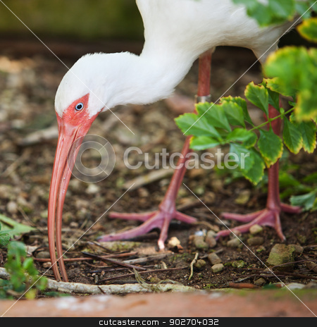 To use this stock image in your creative project, please select the size you need over to the right and click the "Add to Cart" button.
Your downloaded image will come with the Cutcaster watermark removed so don’t worry about the watermark you see on this page. White Ibis Eating stock photo, White ibis with leg tag foraging for food by Scott Griessel